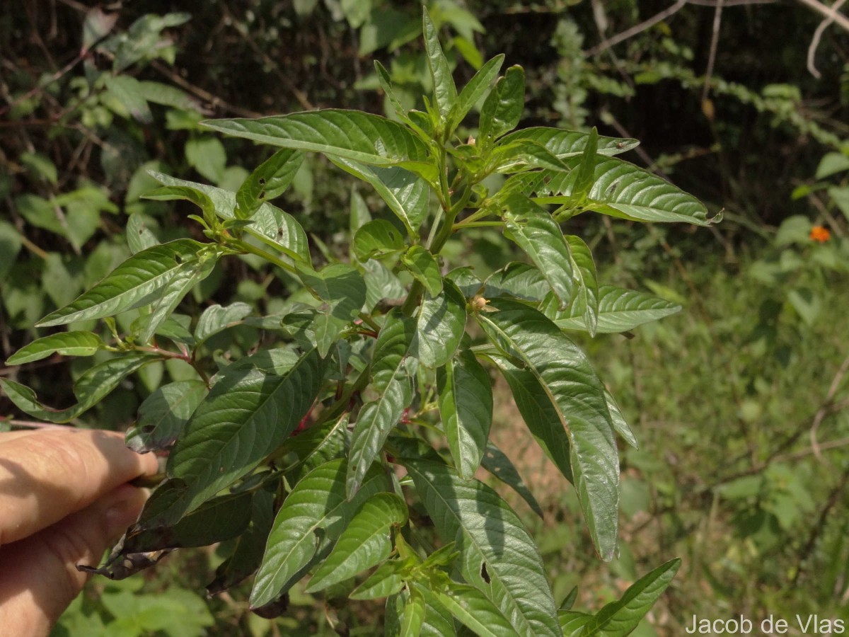 Ludwigia hyssopifolia (G.Don) Exell